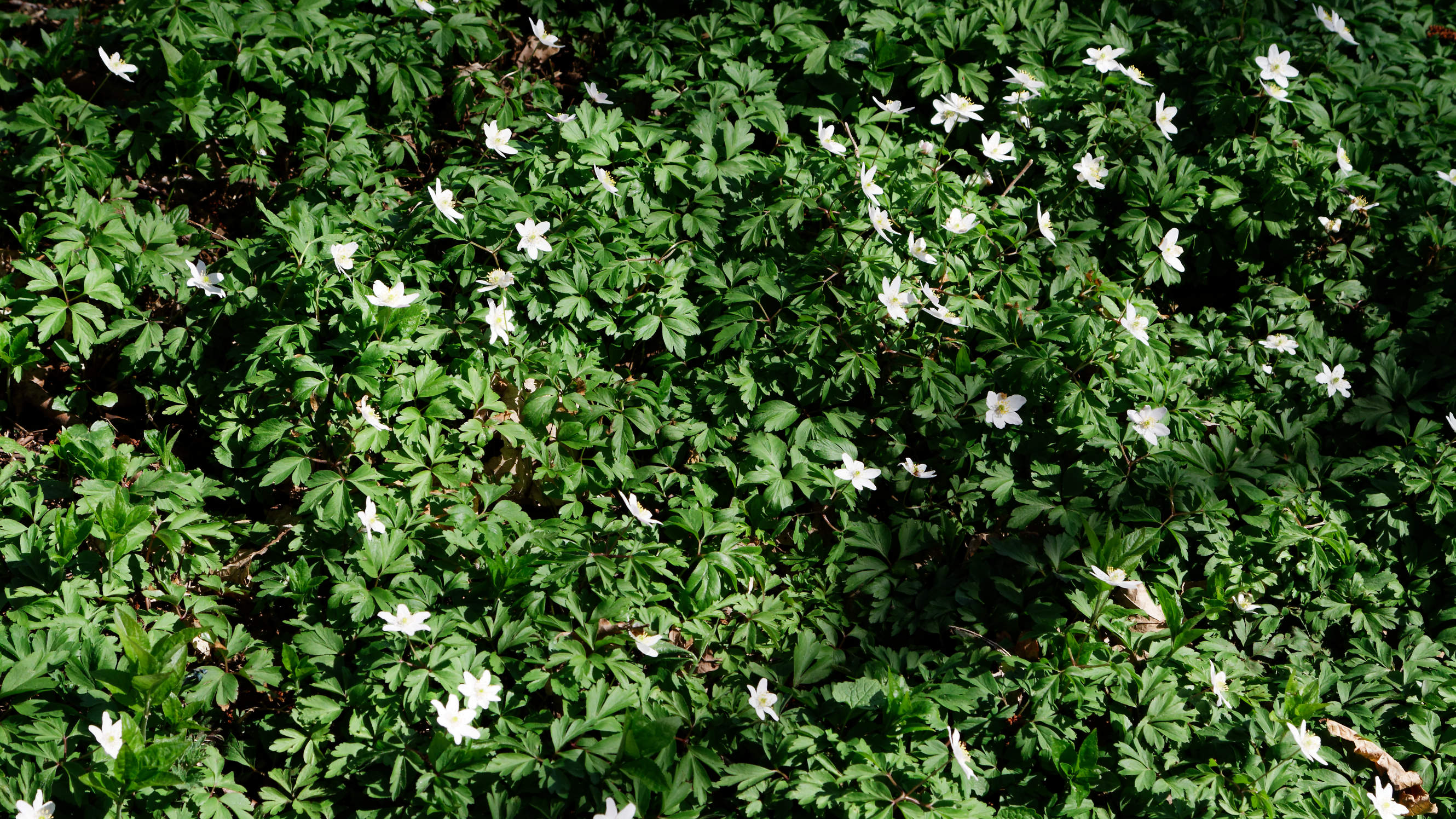 20210420 Lyngby Sø 69